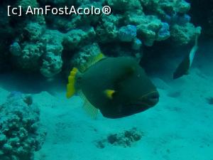 [P15] Trigger fish » foto by basaku
 - 
<span class="allrVoted glyphicon glyphicon-heart hidden" id="av1035002"></span>
<a class="m-l-10 hidden" id="sv1035002" onclick="voting_Foto_DelVot(,1035002,10183)" role="button">șterge vot <span class="glyphicon glyphicon-remove"></span></a>
<a id="v91035002" class=" c-red"  onclick="voting_Foto_SetVot(1035002)" role="button"><span class="glyphicon glyphicon-heart-empty"></span> <b>LIKE</b> = Votează poza</a> <img class="hidden"  id="f1035002W9" src="/imagini/loader.gif" border="0" /><span class="AjErrMes hidden" id="e1035002ErM"></span>