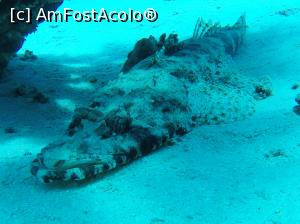 [P17] Crocodile fish » foto by basaku
 - 
<span class="allrVoted glyphicon glyphicon-heart hidden" id="av1035006"></span>
<a class="m-l-10 hidden" id="sv1035006" onclick="voting_Foto_DelVot(,1035006,10183)" role="button">șterge vot <span class="glyphicon glyphicon-remove"></span></a>
<a id="v91035006" class=" c-red"  onclick="voting_Foto_SetVot(1035006)" role="button"><span class="glyphicon glyphicon-heart-empty"></span> <b>LIKE</b> = Votează poza</a> <img class="hidden"  id="f1035006W9" src="/imagini/loader.gif" border="0" /><span class="AjErrMes hidden" id="e1035006ErM"></span>