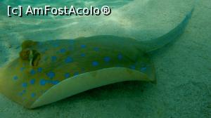 [P19] Blue spotted stingray » foto by basaku
 - 
<span class="allrVoted glyphicon glyphicon-heart hidden" id="av1035012"></span>
<a class="m-l-10 hidden" id="sv1035012" onclick="voting_Foto_DelVot(,1035012,10183)" role="button">șterge vot <span class="glyphicon glyphicon-remove"></span></a>
<a id="v91035012" class=" c-red"  onclick="voting_Foto_SetVot(1035012)" role="button"><span class="glyphicon glyphicon-heart-empty"></span> <b>LIKE</b> = Votează poza</a> <img class="hidden"  id="f1035012W9" src="/imagini/loader.gif" border="0" /><span class="AjErrMes hidden" id="e1035012ErM"></span>