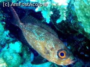 [P21] Reef big eye fish » foto by basaku
 - 
<span class="allrVoted glyphicon glyphicon-heart hidden" id="av1035018"></span>
<a class="m-l-10 hidden" id="sv1035018" onclick="voting_Foto_DelVot(,1035018,10183)" role="button">șterge vot <span class="glyphicon glyphicon-remove"></span></a>
<a id="v91035018" class=" c-red"  onclick="voting_Foto_SetVot(1035018)" role="button"><span class="glyphicon glyphicon-heart-empty"></span> <b>LIKE</b> = Votează poza</a> <img class="hidden"  id="f1035018W9" src="/imagini/loader.gif" border="0" /><span class="AjErrMes hidden" id="e1035018ErM"></span>