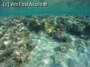 [P28] la snorkeling » foto by elenaadina
 - 
<span class="allrVoted glyphicon glyphicon-heart hidden" id="av1279298"></span>
<a class="m-l-10 hidden" id="sv1279298" onclick="voting_Foto_DelVot(,1279298,10186)" role="button">șterge vot <span class="glyphicon glyphicon-remove"></span></a>
<a id="v91279298" class=" c-red"  onclick="voting_Foto_SetVot(1279298)" role="button"><span class="glyphicon glyphicon-heart-empty"></span> <b>LIKE</b> = Votează poza</a> <img class="hidden"  id="f1279298W9" src="/imagini/loader.gif" border="0" /><span class="AjErrMes hidden" id="e1279298ErM"></span>