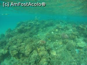 [P31] la snorkeling » foto by elenaadina
 - 
<span class="allrVoted glyphicon glyphicon-heart hidden" id="av1279301"></span>
<a class="m-l-10 hidden" id="sv1279301" onclick="voting_Foto_DelVot(,1279301,10186)" role="button">șterge vot <span class="glyphicon glyphicon-remove"></span></a>
<a id="v91279301" class=" c-red"  onclick="voting_Foto_SetVot(1279301)" role="button"><span class="glyphicon glyphicon-heart-empty"></span> <b>LIKE</b> = Votează poza</a> <img class="hidden"  id="f1279301W9" src="/imagini/loader.gif" border="0" /><span class="AjErrMes hidden" id="e1279301ErM"></span>