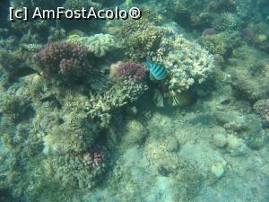 [P35] la snorkeling » foto by elenaadina
 - 
<span class="allrVoted glyphicon glyphicon-heart hidden" id="av1279305"></span>
<a class="m-l-10 hidden" id="sv1279305" onclick="voting_Foto_DelVot(,1279305,10186)" role="button">șterge vot <span class="glyphicon glyphicon-remove"></span></a>
<a id="v91279305" class=" c-red"  onclick="voting_Foto_SetVot(1279305)" role="button"><span class="glyphicon glyphicon-heart-empty"></span> <b>LIKE</b> = Votează poza</a> <img class="hidden"  id="f1279305W9" src="/imagini/loader.gif" border="0" /><span class="AjErrMes hidden" id="e1279305ErM"></span>