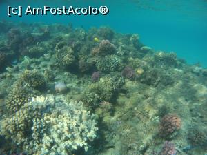 [P36] la snorkeling » foto by elenaadina
 - 
<span class="allrVoted glyphicon glyphicon-heart hidden" id="av1279306"></span>
<a class="m-l-10 hidden" id="sv1279306" onclick="voting_Foto_DelVot(,1279306,10186)" role="button">șterge vot <span class="glyphicon glyphicon-remove"></span></a>
<a id="v91279306" class=" c-red"  onclick="voting_Foto_SetVot(1279306)" role="button"><span class="glyphicon glyphicon-heart-empty"></span> <b>LIKE</b> = Votează poza</a> <img class="hidden"  id="f1279306W9" src="/imagini/loader.gif" border="0" /><span class="AjErrMes hidden" id="e1279306ErM"></span>