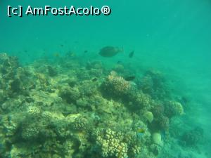 [P41] la snorkeling » foto by elenaadina
 - 
<span class="allrVoted glyphicon glyphicon-heart hidden" id="av1279311"></span>
<a class="m-l-10 hidden" id="sv1279311" onclick="voting_Foto_DelVot(,1279311,10186)" role="button">șterge vot <span class="glyphicon glyphicon-remove"></span></a>
<a id="v91279311" class=" c-red"  onclick="voting_Foto_SetVot(1279311)" role="button"><span class="glyphicon glyphicon-heart-empty"></span> <b>LIKE</b> = Votează poza</a> <img class="hidden"  id="f1279311W9" src="/imagini/loader.gif" border="0" /><span class="AjErrMes hidden" id="e1279311ErM"></span>