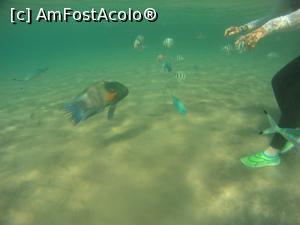 [P45] la snorkeling cu pestele papagal » foto by elenaadina
 - 
<span class="allrVoted glyphicon glyphicon-heart hidden" id="av1279315"></span>
<a class="m-l-10 hidden" id="sv1279315" onclick="voting_Foto_DelVot(,1279315,10186)" role="button">șterge vot <span class="glyphicon glyphicon-remove"></span></a>
<a id="v91279315" class=" c-red"  onclick="voting_Foto_SetVot(1279315)" role="button"><span class="glyphicon glyphicon-heart-empty"></span> <b>LIKE</b> = Votează poza</a> <img class="hidden"  id="f1279315W9" src="/imagini/loader.gif" border="0" /><span class="AjErrMes hidden" id="e1279315ErM"></span>