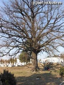 [P20] Manastirea Cernica - Arbore secular ocrotit: QUERCUS ROBUR. » foto by florinsta
 - 
<span class="allrVoted glyphicon glyphicon-heart hidden" id="av304087"></span>
<a class="m-l-10 hidden" id="sv304087" onclick="voting_Foto_DelVot(,304087,10204)" role="button">șterge vot <span class="glyphicon glyphicon-remove"></span></a>
<a id="v9304087" class=" c-red"  onclick="voting_Foto_SetVot(304087)" role="button"><span class="glyphicon glyphicon-heart-empty"></span> <b>LIKE</b> = Votează poza</a> <img class="hidden"  id="f304087W9" src="/imagini/loader.gif" border="0" /><span class="AjErrMes hidden" id="e304087ErM"></span>