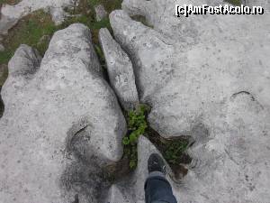 [P18] Limestone în apropiere de Poulnabrone Dolmen.  » foto by ariciu*
 - 
<span class="allrVoted glyphicon glyphicon-heart hidden" id="av511334"></span>
<a class="m-l-10 hidden" id="sv511334" onclick="voting_Foto_DelVot(,511334,10242)" role="button">șterge vot <span class="glyphicon glyphicon-remove"></span></a>
<a id="v9511334" class=" c-red"  onclick="voting_Foto_SetVot(511334)" role="button"><span class="glyphicon glyphicon-heart-empty"></span> <b>LIKE</b> = Votează poza</a> <img class="hidden"  id="f511334W9" src="/imagini/loader.gif" border="0" /><span class="AjErrMes hidden" id="e511334ErM"></span>