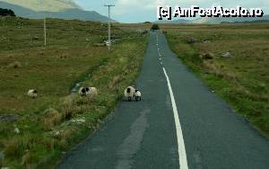 [P44] Spre Kylemore Abbey - oițe irlandeze absolut zen... În spate, peisajul care le-a determinat să fie așa...  » foto by le_maitre
 - 
<span class="allrVoted glyphicon glyphicon-heart hidden" id="av512642"></span>
<a class="m-l-10 hidden" id="sv512642" onclick="voting_Foto_DelVot(,512642,10242)" role="button">șterge vot <span class="glyphicon glyphicon-remove"></span></a>
<a id="v9512642" class=" c-red"  onclick="voting_Foto_SetVot(512642)" role="button"><span class="glyphicon glyphicon-heart-empty"></span> <b>LIKE</b> = Votează poza</a> <img class="hidden"  id="f512642W9" src="/imagini/loader.gif" border="0" /><span class="AjErrMes hidden" id="e512642ErM"></span>