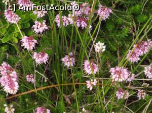 [P17] Floricele din Turbaria Laptici. » foto by ascent
 - 
<span class="allrVoted glyphicon glyphicon-heart hidden" id="av1187628"></span>
<a class="m-l-10 hidden" id="sv1187628" onclick="voting_Foto_DelVot(,1187628,10247)" role="button">șterge vot <span class="glyphicon glyphicon-remove"></span></a>
<a id="v91187628" class=" c-red"  onclick="voting_Foto_SetVot(1187628)" role="button"><span class="glyphicon glyphicon-heart-empty"></span> <b>LIKE</b> = Votează poza</a> <img class="hidden"  id="f1187628W9" src="/imagini/loader.gif" border="0" /><span class="AjErrMes hidden" id="e1187628ErM"></span>