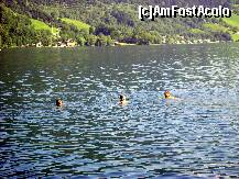 [P12] Un inot sincron in lacul statiunii Zell am see, apa rece, dar cristalina » foto by florintoma
 - 
<span class="allrVoted glyphicon glyphicon-heart hidden" id="av259613"></span>
<a class="m-l-10 hidden" id="sv259613" onclick="voting_Foto_DelVot(,259613,10278)" role="button">șterge vot <span class="glyphicon glyphicon-remove"></span></a>
<a id="v9259613" class=" c-red"  onclick="voting_Foto_SetVot(259613)" role="button"><span class="glyphicon glyphicon-heart-empty"></span> <b>LIKE</b> = Votează poza</a> <img class="hidden"  id="f259613W9" src="/imagini/loader.gif" border="0" /><span class="AjErrMes hidden" id="e259613ErM"></span>