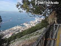 [P32] de sus de pe stanca gibraltar, privind spre oras, alaturi de locatarii permanenti, maimutele. » foto by a.sr*
 - 
<span class="allrVoted glyphicon glyphicon-heart hidden" id="av277205"></span>
<a class="m-l-10 hidden" id="sv277205" onclick="voting_Foto_DelVot(,277205,10280)" role="button">șterge vot <span class="glyphicon glyphicon-remove"></span></a>
<a id="v9277205" class=" c-red"  onclick="voting_Foto_SetVot(277205)" role="button"><span class="glyphicon glyphicon-heart-empty"></span> <b>LIKE</b> = Votează poza</a> <img class="hidden"  id="f277205W9" src="/imagini/loader.gif" border="0" /><span class="AjErrMes hidden" id="e277205ErM"></span>