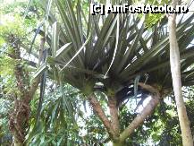 [P15] Una din plantele din The Palm House. » foto by TraianS
 - 
<span class="allrVoted glyphicon glyphicon-heart hidden" id="av222839"></span>
<a class="m-l-10 hidden" id="sv222839" onclick="voting_Foto_DelVot(,222839,10282)" role="button">șterge vot <span class="glyphicon glyphicon-remove"></span></a>
<a id="v9222839" class=" c-red"  onclick="voting_Foto_SetVot(222839)" role="button"><span class="glyphicon glyphicon-heart-empty"></span> <b>LIKE</b> = Votează poza</a> <img class="hidden"  id="f222839W9" src="/imagini/loader.gif" border="0" /><span class="AjErrMes hidden" id="e222839ErM"></span>