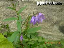 [P17] desi era mijlocul lui octombrie, in imprejurimi gaseai inca flori » foto by silvia tudoran
 - 
<span class="allrVoted glyphicon glyphicon-heart hidden" id="av271304"></span>
<a class="m-l-10 hidden" id="sv271304" onclick="voting_Foto_DelVot(,271304,10286)" role="button">șterge vot <span class="glyphicon glyphicon-remove"></span></a>
<a id="v9271304" class=" c-red"  onclick="voting_Foto_SetVot(271304)" role="button"><span class="glyphicon glyphicon-heart-empty"></span> <b>LIKE</b> = Votează poza</a> <img class="hidden"  id="f271304W9" src="/imagini/loader.gif" border="0" /><span class="AjErrMes hidden" id="e271304ErM"></span>