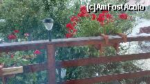 [P05] flori la balcon » foto by gabitza47
 - 
<span class="allrVoted glyphicon glyphicon-heart hidden" id="av260563"></span>
<a class="m-l-10 hidden" id="sv260563" onclick="voting_Foto_DelVot(,260563,10298)" role="button">șterge vot <span class="glyphicon glyphicon-remove"></span></a>
<a id="v9260563" class=" c-red"  onclick="voting_Foto_SetVot(260563)" role="button"><span class="glyphicon glyphicon-heart-empty"></span> <b>LIKE</b> = Votează poza</a> <img class="hidden"  id="f260563W9" src="/imagini/loader.gif" border="0" /><span class="AjErrMes hidden" id="e260563ErM"></span>