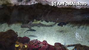 [P03] Acvariul mic de la intrarea in Sealife; acces gratuit dar fara rechini » foto by DanCld
 - 
<span class="allrVoted glyphicon glyphicon-heart hidden" id="av450051"></span>
<a class="m-l-10 hidden" id="sv450051" onclick="voting_Foto_DelVot(,450051,10323)" role="button">șterge vot <span class="glyphicon glyphicon-remove"></span></a>
<a id="v9450051" class=" c-red"  onclick="voting_Foto_SetVot(450051)" role="button"><span class="glyphicon glyphicon-heart-empty"></span> <b>LIKE</b> = Votează poza</a> <img class="hidden"  id="f450051W9" src="/imagini/loader.gif" border="0" /><span class="AjErrMes hidden" id="e450051ErM"></span>