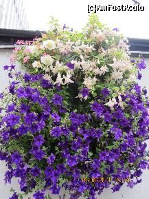 [P18] florile acestea nemaipomenite m-au imbolnvit de-a dreptul ! zau ca nu am putut sa ma abtin sa nu le fac poze !!!! » foto by a.sr*
 - 
<span class="allrVoted glyphicon glyphicon-heart hidden" id="av261464"></span>
<a class="m-l-10 hidden" id="sv261464" onclick="voting_Foto_DelVot(,261464,10323)" role="button">șterge vot <span class="glyphicon glyphicon-remove"></span></a>
<a id="v9261464" class=" c-red"  onclick="voting_Foto_SetVot(261464)" role="button"><span class="glyphicon glyphicon-heart-empty"></span> <b>LIKE</b> = Votează poza</a> <img class="hidden"  id="f261464W9" src="/imagini/loader.gif" border="0" /><span class="AjErrMes hidden" id="e261464ErM"></span>