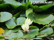 [P11] nuferi. cat de delicata este aceasta floare ! » foto by a.sr*
 - 
<span class="allrVoted glyphicon glyphicon-heart hidden" id="av261820"></span>
<a class="m-l-10 hidden" id="sv261820" onclick="voting_Foto_DelVot(,261820,10323)" role="button">șterge vot <span class="glyphicon glyphicon-remove"></span></a>
<a id="v9261820" class=" c-red"  onclick="voting_Foto_SetVot(261820)" role="button"><span class="glyphicon glyphicon-heart-empty"></span> <b>LIKE</b> = Votează poza</a> <img class="hidden"  id="f261820W9" src="/imagini/loader.gif" border="0" /><span class="AjErrMes hidden" id="e261820ErM"></span>