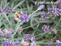 [P20] aceasta este fotografia mea favorita din acea zi ! nici ca se poate ceva mai minunat !! » foto by a.sr*
 - 
<span class="allrVoted glyphicon glyphicon-heart hidden" id="av261829"></span>
<a class="m-l-10 hidden" id="sv261829" onclick="voting_Foto_DelVot(,261829,10323)" role="button">șterge vot <span class="glyphicon glyphicon-remove"></span></a>
<a id="v9261829" class=" c-red"  onclick="voting_Foto_SetVot(261829)" role="button"><span class="glyphicon glyphicon-heart-empty"></span> <b>LIKE</b> = Votează poza</a> <img class="hidden"  id="f261829W9" src="/imagini/loader.gif" border="0" /><span class="AjErrMes hidden" id="e261829ErM"></span>