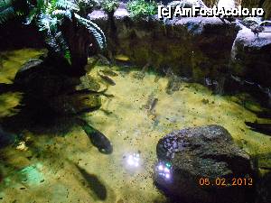 [P12] Irlanda - National Sea Life Centre din Bray, pesti inruditi cu Piranha.  » foto by Diaura*
 - 
<span class="allrVoted glyphicon glyphicon-heart hidden" id="av457382"></span>
<a class="m-l-10 hidden" id="sv457382" onclick="voting_Foto_DelVot(,457382,10323)" role="button">șterge vot <span class="glyphicon glyphicon-remove"></span></a>
<a id="v9457382" class=" c-red"  onclick="voting_Foto_SetVot(457382)" role="button"><span class="glyphicon glyphicon-heart-empty"></span> <b>LIKE</b> = Votează poza</a> <img class="hidden"  id="f457382W9" src="/imagini/loader.gif" border="0" /><span class="AjErrMes hidden" id="e457382ErM"></span>