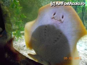 [P17] Irlanda - National Sea Life Centre din Bray, o pisica de mare pupacioasa.  » foto by Diaura*
 - 
<span class="allrVoted glyphicon glyphicon-heart hidden" id="av457387"></span>
<a class="m-l-10 hidden" id="sv457387" onclick="voting_Foto_DelVot(,457387,10323)" role="button">șterge vot <span class="glyphicon glyphicon-remove"></span></a>
<a id="v9457387" class=" c-red"  onclick="voting_Foto_SetVot(457387)" role="button"><span class="glyphicon glyphicon-heart-empty"></span> <b>LIKE</b> = Votează poza</a> <img class="hidden"  id="f457387W9" src="/imagini/loader.gif" border="0" /><span class="AjErrMes hidden" id="e457387ErM"></span>