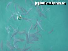 [P09] pestii se imbulzesc pe o bucata de paine aruncata de pe vapor » foto by nicococo*
 - 
<span class="allrVoted glyphicon glyphicon-heart hidden" id="av324736"></span>
<a class="m-l-10 hidden" id="sv324736" onclick="voting_Foto_DelVot(,324736,10352)" role="button">șterge vot <span class="glyphicon glyphicon-remove"></span></a>
<a id="v9324736" class=" c-red"  onclick="voting_Foto_SetVot(324736)" role="button"><span class="glyphicon glyphicon-heart-empty"></span> <b>LIKE</b> = Votează poza</a> <img class="hidden"  id="f324736W9" src="/imagini/loader.gif" border="0" /><span class="AjErrMes hidden" id="e324736ErM"></span>