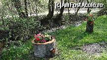 [P03] Flori plantate în buturugi » foto by bog68
 - 
<span class="allrVoted glyphicon glyphicon-heart hidden" id="av495512"></span>
<a class="m-l-10 hidden" id="sv495512" onclick="voting_Foto_DelVot(,495512,10358)" role="button">șterge vot <span class="glyphicon glyphicon-remove"></span></a>
<a id="v9495512" class=" c-red"  onclick="voting_Foto_SetVot(495512)" role="button"><span class="glyphicon glyphicon-heart-empty"></span> <b>LIKE</b> = Votează poza</a> <img class="hidden"  id="f495512W9" src="/imagini/loader.gif" border="0" /><span class="AjErrMes hidden" id="e495512ErM"></span>