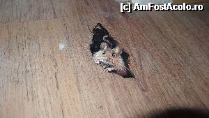 [P32] Asta vroiam să vă arăt: un defect din podea a fost ingenios ascuns... un șoricel pictat ce stătea să iasă din gaură. 
Și mâța era lângă el... 
Asta este adevărata artă!  » foto by bog68
 - 
<span class="allrVoted glyphicon glyphicon-heart hidden" id="av495674"></span>
<a class="m-l-10 hidden" id="sv495674" onclick="voting_Foto_DelVot(,495674,10358)" role="button">șterge vot <span class="glyphicon glyphicon-remove"></span></a>
<a id="v9495674" class=" c-red"  onclick="voting_Foto_SetVot(495674)" role="button"><span class="glyphicon glyphicon-heart-empty"></span> <b>LIKE</b> = Votează poza</a> <img class="hidden"  id="f495674W9" src="/imagini/loader.gif" border="0" /><span class="AjErrMes hidden" id="e495674ErM"></span>