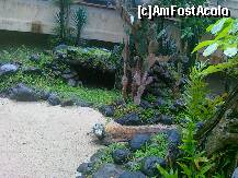 [P07] Asa arata o reptila uriasa sau mai bine zis Komodo dragon.Este cel dintre pietre . » foto by vali1967
 - 
<span class="allrVoted glyphicon glyphicon-heart hidden" id="av264926"></span>
<a class="m-l-10 hidden" id="sv264926" onclick="voting_Foto_DelVot(,264926,10380)" role="button">șterge vot <span class="glyphicon glyphicon-remove"></span></a>
<a id="v9264926" class=" c-red"  onclick="voting_Foto_SetVot(264926)" role="button"><span class="glyphicon glyphicon-heart-empty"></span> <b>LIKE</b> = Votează poza</a> <img class="hidden"  id="f264926W9" src="/imagini/loader.gif" border="0" /><span class="AjErrMes hidden" id="e264926ErM"></span>