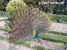[P44] Paunul - simbol al parcului Campo Grande. O minunatie. » foto by alinaro
 - 
<span class="allrVoted glyphicon glyphicon-heart hidden" id="av265777"></span>
<a class="m-l-10 hidden" id="sv265777" onclick="voting_Foto_DelVot(,265777,10397)" role="button">șterge vot <span class="glyphicon glyphicon-remove"></span></a>
<a id="v9265777" class=" c-red"  onclick="voting_Foto_SetVot(265777)" role="button"><span class="glyphicon glyphicon-heart-empty"></span> <b>LIKE</b> = Votează poza</a> <img class="hidden"  id="f265777W9" src="/imagini/loader.gif" border="0" /><span class="AjErrMes hidden" id="e265777ErM"></span>