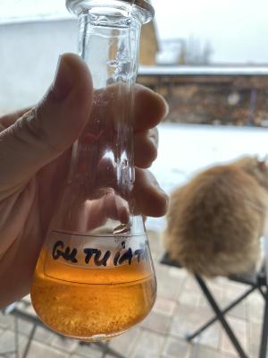 [P16] PGL HOF Harman. Gutuiata de casa de culoarea chihlimbarului. » foto by Floria
 - 
<span class="allrVoted glyphicon glyphicon-heart hidden" id="av1486799"></span>
<a class="m-l-10 hidden" id="sv1486799" onclick="voting_Foto_DelVot(,1486799,10418)" role="button">șterge vot <span class="glyphicon glyphicon-remove"></span></a>
<a id="v91486799" class=" c-red"  onclick="voting_Foto_SetVot(1486799)" role="button"><span class="glyphicon glyphicon-heart-empty"></span> <b>LIKE</b> = Votează poza</a> <img class="hidden"  id="f1486799W9" src="/imagini/loader.gif" border="0" /><span class="AjErrMes hidden" id="e1486799ErM"></span>