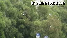 [P11] Card de egrete » foto by Nyfi
 - 
<span class="allrVoted glyphicon glyphicon-heart hidden" id="av268322"></span>
<a class="m-l-10 hidden" id="sv268322" onclick="voting_Foto_DelVot(,268322,10435)" role="button">șterge vot <span class="glyphicon glyphicon-remove"></span></a>
<a id="v9268322" class=" c-red"  onclick="voting_Foto_SetVot(268322)" role="button"><span class="glyphicon glyphicon-heart-empty"></span> <b>LIKE</b> = Votează poza</a> <img class="hidden"  id="f268322W9" src="/imagini/loader.gif" border="0" /><span class="AjErrMes hidden" id="e268322ErM"></span>