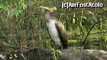[P02] Un cormoran avea sedinta foto » foto by Nyfi
 - 
<span class="allrVoted glyphicon glyphicon-heart hidden" id="av267847"></span>
<a class="m-l-10 hidden" id="sv267847" onclick="voting_Foto_DelVot(,267847,10435)" role="button">șterge vot <span class="glyphicon glyphicon-remove"></span></a>
<a id="v9267847" class=" c-red"  onclick="voting_Foto_SetVot(267847)" role="button"><span class="glyphicon glyphicon-heart-empty"></span> <b>LIKE</b> = Votează poza</a> <img class="hidden"  id="f267847W9" src="/imagini/loader.gif" border="0" /><span class="AjErrMes hidden" id="e267847ErM"></span>