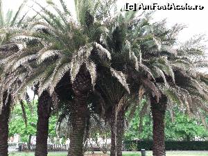 [P01] Bayonne (superbii palmieri aflati chiar in fata oficiului de turism)  » foto by Alesana29
 - 
<span class="allrVoted glyphicon glyphicon-heart hidden" id="av517989"></span>
<a class="m-l-10 hidden" id="sv517989" onclick="voting_Foto_DelVot(,517989,10440)" role="button">șterge vot <span class="glyphicon glyphicon-remove"></span></a>
<a id="v9517989" class=" c-red"  onclick="voting_Foto_SetVot(517989)" role="button"><span class="glyphicon glyphicon-heart-empty"></span> <b>LIKE</b> = Votează poza</a> <img class="hidden"  id="f517989W9" src="/imagini/loader.gif" border="0" /><span class="AjErrMes hidden" id="e517989ErM"></span>