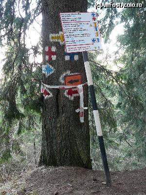 [P26] Prima ramificaţie de trasee, după plecarea de la cabană » foto by Claudiu U.
 - 
<span class="allrVoted glyphicon glyphicon-heart hidden" id="av587366"></span>
<a class="m-l-10 hidden" id="sv587366" onclick="voting_Foto_DelVot(,587366,10560)" role="button">șterge vot <span class="glyphicon glyphicon-remove"></span></a>
<a id="v9587366" class=" c-red"  onclick="voting_Foto_SetVot(587366)" role="button"><span class="glyphicon glyphicon-heart-empty"></span> <b>LIKE</b> = Votează poza</a> <img class="hidden"  id="f587366W9" src="/imagini/loader.gif" border="0" /><span class="AjErrMes hidden" id="e587366ErM"></span>