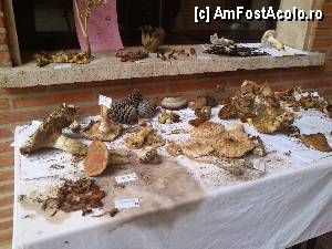 [P05] Castelul din Coca / Expozitia de ciuperci din Curtea Armelor.  » foto by alinaro
 - 
<span class="allrVoted glyphicon glyphicon-heart hidden" id="av387062"></span>
<a class="m-l-10 hidden" id="sv387062" onclick="voting_Foto_DelVot(,387062,10572)" role="button">șterge vot <span class="glyphicon glyphicon-remove"></span></a>
<a id="v9387062" class=" c-red"  onclick="voting_Foto_SetVot(387062)" role="button"><span class="glyphicon glyphicon-heart-empty"></span> <b>LIKE</b> = Votează poza</a> <img class="hidden"  id="f387062W9" src="/imagini/loader.gif" border="0" /><span class="AjErrMes hidden" id="e387062ErM"></span>