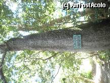 [P36] un baobab de 150 ani » foto by grecudoina
 - 
<span class="allrVoted glyphicon glyphicon-heart hidden" id="av275183"></span>
<a class="m-l-10 hidden" id="sv275183" onclick="voting_Foto_DelVot(,275183,10590)" role="button">șterge vot <span class="glyphicon glyphicon-remove"></span></a>
<a id="v9275183" class=" c-red"  onclick="voting_Foto_SetVot(275183)" role="button"><span class="glyphicon glyphicon-heart-empty"></span> <b>LIKE</b> = Votează poza</a> <img class="hidden"  id="f275183W9" src="/imagini/loader.gif" border="0" /><span class="AjErrMes hidden" id="e275183ErM"></span>