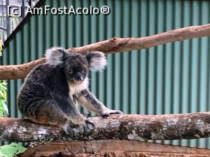 [P26] Rar când vezi să nu doarmă-Koala » foto by AZE
 - 
<span class="allrVoted glyphicon glyphicon-heart hidden" id="av1363785"></span>
<a class="m-l-10 hidden" id="sv1363785" onclick="voting_Foto_DelVot(,1363785,10590)" role="button">șterge vot <span class="glyphicon glyphicon-remove"></span></a>
<a id="v91363785" class=" c-red"  onclick="voting_Foto_SetVot(1363785)" role="button"><span class="glyphicon glyphicon-heart-empty"></span> <b>LIKE</b> = Votează poza</a> <img class="hidden"  id="f1363785W9" src="/imagini/loader.gif" border="0" /><span class="AjErrMes hidden" id="e1363785ErM"></span>