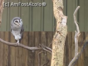 [P12] Featherdale Wildlife Park,bufnițe » foto by AZE
 - 
<span class="allrVoted glyphicon glyphicon-heart hidden" id="av1386518"></span>
<a class="m-l-10 hidden" id="sv1386518" onclick="voting_Foto_DelVot(,1386518,10590)" role="button">șterge vot <span class="glyphicon glyphicon-remove"></span></a>
<a id="v91386518" class=" c-red"  onclick="voting_Foto_SetVot(1386518)" role="button"><span class="glyphicon glyphicon-heart-empty"></span> <b>LIKE</b> = Votează poza</a> <img class="hidden"  id="f1386518W9" src="/imagini/loader.gif" border="0" /><span class="AjErrMes hidden" id="e1386518ErM"></span>
