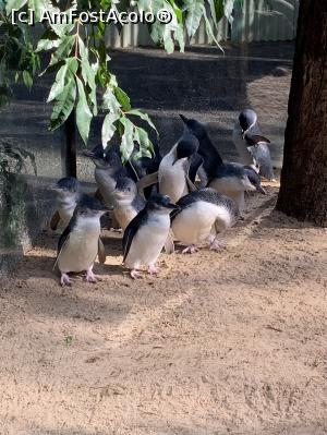 [P13] Featherdale Wildlife Park,pinguini pitici » foto by AZE
 - 
<span class="allrVoted glyphicon glyphicon-heart hidden" id="av1386519"></span>
<a class="m-l-10 hidden" id="sv1386519" onclick="voting_Foto_DelVot(,1386519,10590)" role="button">șterge vot <span class="glyphicon glyphicon-remove"></span></a>
<a id="v91386519" class=" c-red"  onclick="voting_Foto_SetVot(1386519)" role="button"><span class="glyphicon glyphicon-heart-empty"></span> <b>LIKE</b> = Votează poza</a> <img class="hidden"  id="f1386519W9" src="/imagini/loader.gif" border="0" /><span class="AjErrMes hidden" id="e1386519ErM"></span>