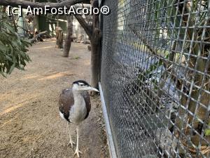 [P14] Featherdale Wildlife Park,păsări » foto by AZE
 - 
<span class="allrVoted glyphicon glyphicon-heart hidden" id="av1386520"></span>
<a class="m-l-10 hidden" id="sv1386520" onclick="voting_Foto_DelVot(,1386520,10590)" role="button">șterge vot <span class="glyphicon glyphicon-remove"></span></a>
<a id="v91386520" class=" c-red"  onclick="voting_Foto_SetVot(1386520)" role="button"><span class="glyphicon glyphicon-heart-empty"></span> <b>LIKE</b> = Votează poza</a> <img class="hidden"  id="f1386520W9" src="/imagini/loader.gif" border="0" /><span class="AjErrMes hidden" id="e1386520ErM"></span>