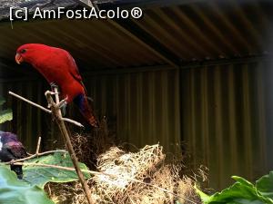 [P15] Featherdale Wildlife Park,păsări » foto by AZE
 - 
<span class="allrVoted glyphicon glyphicon-heart hidden" id="av1386521"></span>
<a class="m-l-10 hidden" id="sv1386521" onclick="voting_Foto_DelVot(,1386521,10590)" role="button">șterge vot <span class="glyphicon glyphicon-remove"></span></a>
<a id="v91386521" class=" c-red"  onclick="voting_Foto_SetVot(1386521)" role="button"><span class="glyphicon glyphicon-heart-empty"></span> <b>LIKE</b> = Votează poza</a> <img class="hidden"  id="f1386521W9" src="/imagini/loader.gif" border="0" /><span class="AjErrMes hidden" id="e1386521ErM"></span>