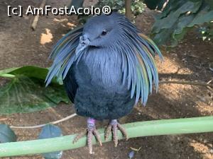 [P16] Featherdale Wildlife Park,păsări » foto by AZE
 - 
<span class="allrVoted glyphicon glyphicon-heart hidden" id="av1386522"></span>
<a class="m-l-10 hidden" id="sv1386522" onclick="voting_Foto_DelVot(,1386522,10590)" role="button">șterge vot <span class="glyphicon glyphicon-remove"></span></a>
<a id="v91386522" class=" c-red"  onclick="voting_Foto_SetVot(1386522)" role="button"><span class="glyphicon glyphicon-heart-empty"></span> <b>LIKE</b> = Votează poza</a> <img class="hidden"  id="f1386522W9" src="/imagini/loader.gif" border="0" /><span class="AjErrMes hidden" id="e1386522ErM"></span>
