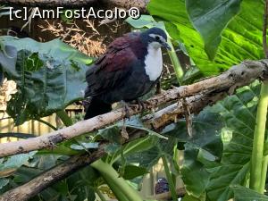 [P17] Featherdale Wildlife Park,păsări » foto by AZE
 - 
<span class="allrVoted glyphicon glyphicon-heart hidden" id="av1386523"></span>
<a class="m-l-10 hidden" id="sv1386523" onclick="voting_Foto_DelVot(,1386523,10590)" role="button">șterge vot <span class="glyphicon glyphicon-remove"></span></a>
<a id="v91386523" class=" c-red"  onclick="voting_Foto_SetVot(1386523)" role="button"><span class="glyphicon glyphicon-heart-empty"></span> <b>LIKE</b> = Votează poza</a> <img class="hidden"  id="f1386523W9" src="/imagini/loader.gif" border="0" /><span class="AjErrMes hidden" id="e1386523ErM"></span>