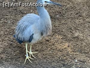 [P18] Featherdale Wildlife Park,păsări » foto by AZE
 - 
<span class="allrVoted glyphicon glyphicon-heart hidden" id="av1386524"></span>
<a class="m-l-10 hidden" id="sv1386524" onclick="voting_Foto_DelVot(,1386524,10590)" role="button">șterge vot <span class="glyphicon glyphicon-remove"></span></a>
<a id="v91386524" class=" c-red"  onclick="voting_Foto_SetVot(1386524)" role="button"><span class="glyphicon glyphicon-heart-empty"></span> <b>LIKE</b> = Votează poza</a> <img class="hidden"  id="f1386524W9" src="/imagini/loader.gif" border="0" /><span class="AjErrMes hidden" id="e1386524ErM"></span>