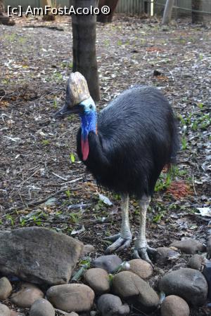 [P02] Featherdale Wildlife Park,păsări » foto by AZE
 - 
<span class="allrVoted glyphicon glyphicon-heart hidden" id="av1386481"></span>
<a class="m-l-10 hidden" id="sv1386481" onclick="voting_Foto_DelVot(,1386481,10590)" role="button">șterge vot <span class="glyphicon glyphicon-remove"></span></a>
<a id="v91386481" class=" c-red"  onclick="voting_Foto_SetVot(1386481)" role="button"><span class="glyphicon glyphicon-heart-empty"></span> <b>LIKE</b> = Votează poza</a> <img class="hidden"  id="f1386481W9" src="/imagini/loader.gif" border="0" /><span class="AjErrMes hidden" id="e1386481ErM"></span>