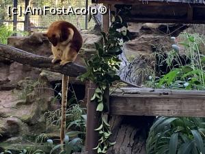 [P23] Featherdale Wildlife Park,cangur de copac » foto by AZE
 - 
<span class="allrVoted glyphicon glyphicon-heart hidden" id="av1386529"></span>
<a class="m-l-10 hidden" id="sv1386529" onclick="voting_Foto_DelVot(,1386529,10590)" role="button">șterge vot <span class="glyphicon glyphicon-remove"></span></a>
<a id="v91386529" class=" c-red"  onclick="voting_Foto_SetVot(1386529)" role="button"><span class="glyphicon glyphicon-heart-empty"></span> <b>LIKE</b> = Votează poza</a> <img class="hidden"  id="f1386529W9" src="/imagini/loader.gif" border="0" /><span class="AjErrMes hidden" id="e1386529ErM"></span>