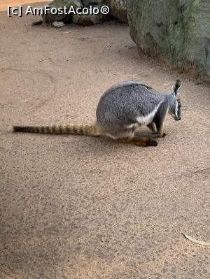 [P26] Featherdale Wildlife Park,cangur de copac » foto by AZE
 - 
<span class="allrVoted glyphicon glyphicon-heart hidden" id="av1386532"></span>
<a class="m-l-10 hidden" id="sv1386532" onclick="voting_Foto_DelVot(,1386532,10590)" role="button">șterge vot <span class="glyphicon glyphicon-remove"></span></a>
<a id="v91386532" class=" c-red"  onclick="voting_Foto_SetVot(1386532)" role="button"><span class="glyphicon glyphicon-heart-empty"></span> <b>LIKE</b> = Votează poza</a> <img class="hidden"  id="f1386532W9" src="/imagini/loader.gif" border="0" /><span class="AjErrMes hidden" id="e1386532ErM"></span>