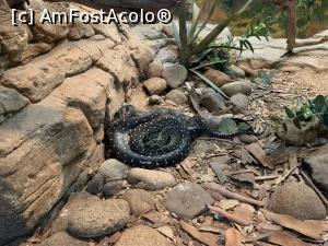 [P28] Featherdale Wildlife Park,reptile » foto by AZE
 - 
<span class="allrVoted glyphicon glyphicon-heart hidden" id="av1386534"></span>
<a class="m-l-10 hidden" id="sv1386534" onclick="voting_Foto_DelVot(,1386534,10590)" role="button">șterge vot <span class="glyphicon glyphicon-remove"></span></a>
<a id="v91386534" class=" c-red"  onclick="voting_Foto_SetVot(1386534)" role="button"><span class="glyphicon glyphicon-heart-empty"></span> <b>LIKE</b> = Votează poza</a> <img class="hidden"  id="f1386534W9" src="/imagini/loader.gif" border="0" /><span class="AjErrMes hidden" id="e1386534ErM"></span>