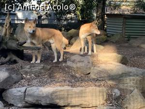 [P30] Featherdale Wildlife Park,dingo » foto by AZE
 - 
<span class="allrVoted glyphicon glyphicon-heart hidden" id="av1386536"></span>
<a class="m-l-10 hidden" id="sv1386536" onclick="voting_Foto_DelVot(,1386536,10590)" role="button">șterge vot <span class="glyphicon glyphicon-remove"></span></a>
<a id="v91386536" class=" c-red"  onclick="voting_Foto_SetVot(1386536)" role="button"><span class="glyphicon glyphicon-heart-empty"></span> <b>LIKE</b> = Votează poza</a> <img class="hidden"  id="f1386536W9" src="/imagini/loader.gif" border="0" /><span class="AjErrMes hidden" id="e1386536ErM"></span>